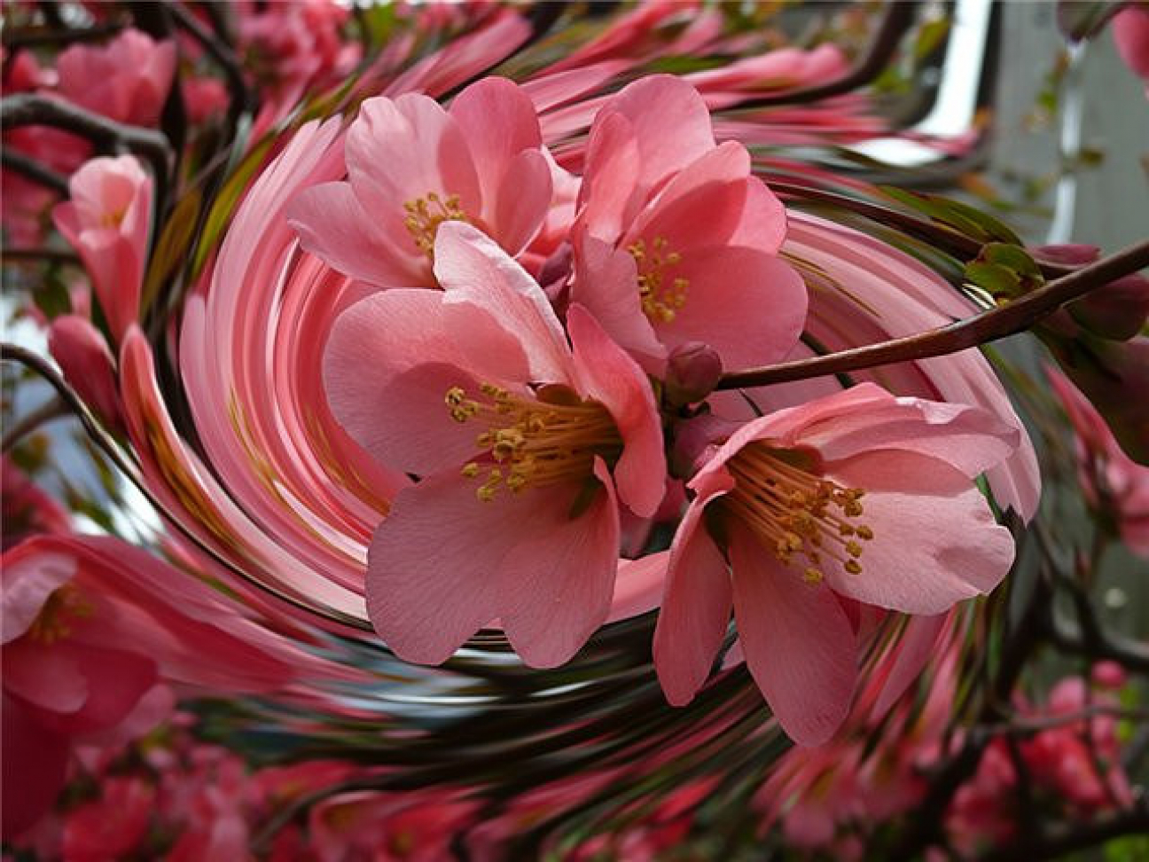 Красивые цветочки мая
